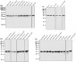 Anti-GAPDH Rabbit Monoclonal Antibody